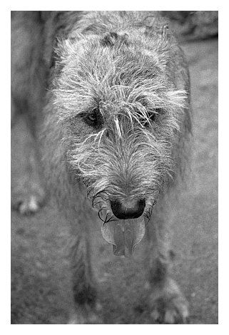 animalwolfhound.jpg