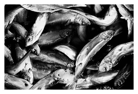 fishherring.jpg