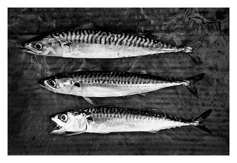 fishhmackrel.jpg