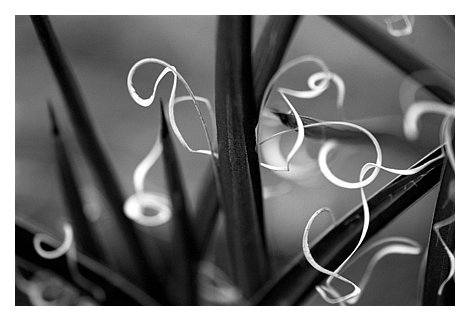 plant cactus confetti.jpg