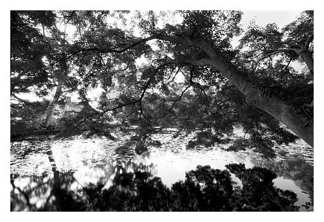 pond reflection print ready.jpg