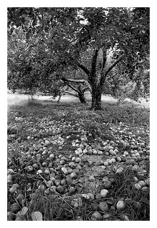 treeapple.jpg