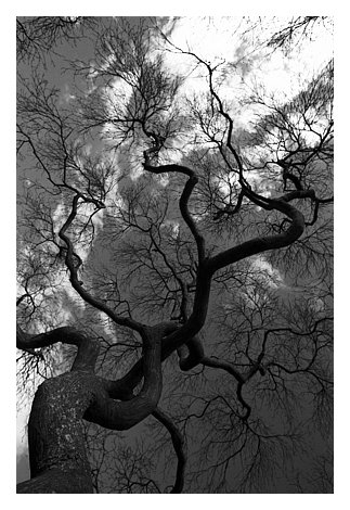 treecrooked.jpg
