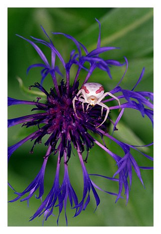 z spider goldenrod.jpg