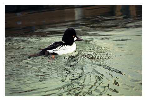 zbirdgoldeneye print ready.jpg