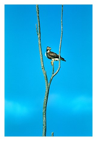zbirdhawk.jpg
