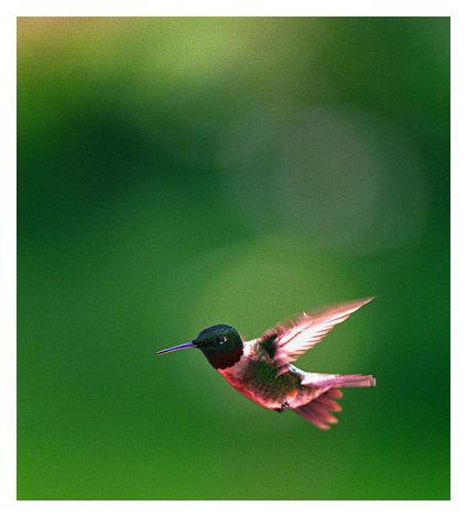 zbirdhummingbird.jpg
