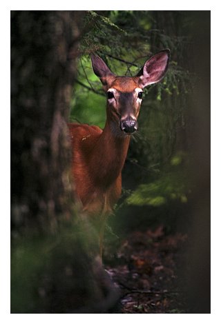 zdeer print ready.jpg