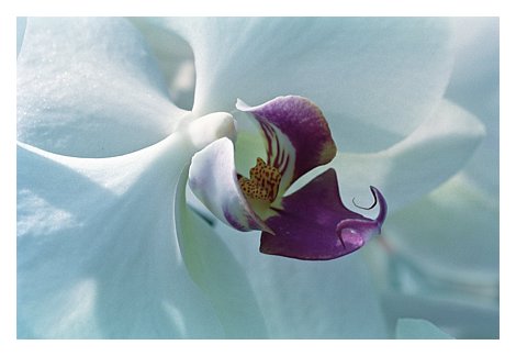 zflowerwhite orchid.jpg