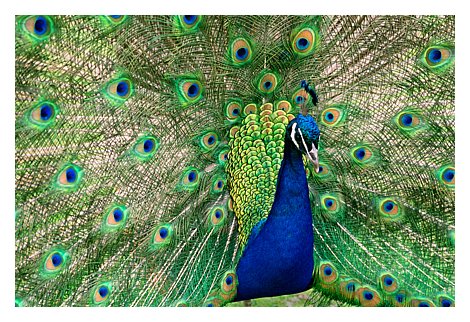 zpeacock print ready.jpg