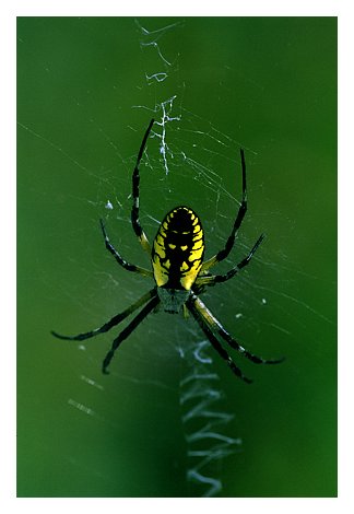 zspider web.jpg