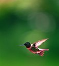 zbirdhummingbird.jpg