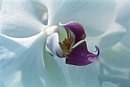 zflowerwhite orchid.jpg